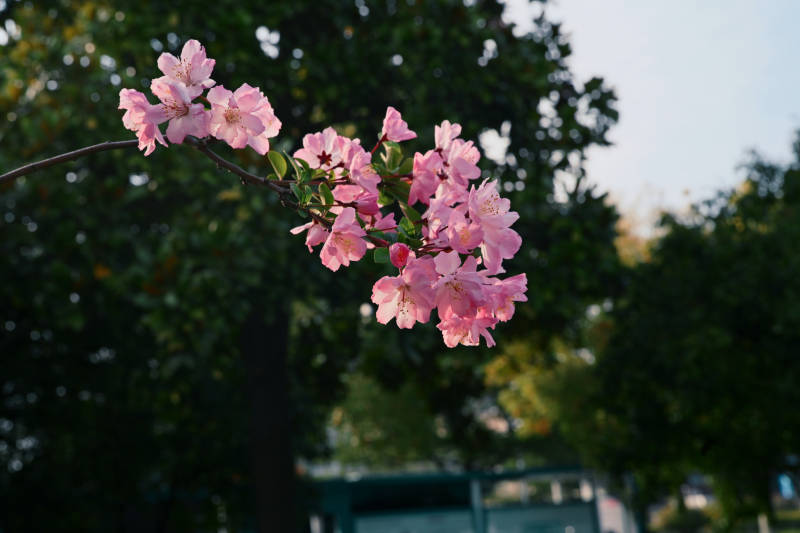 樱花绽放枝头图片