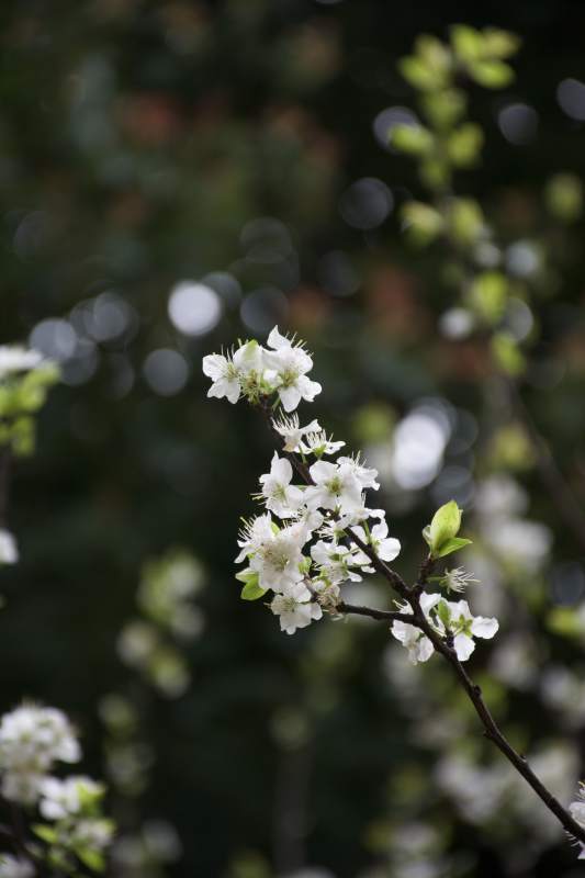 春日花枝绽放图片