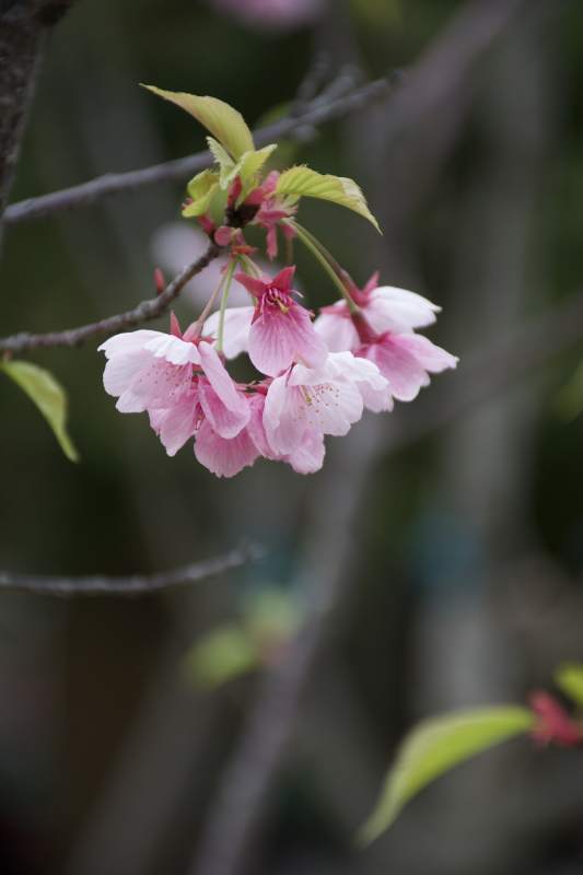 樱花绽放枝头图片