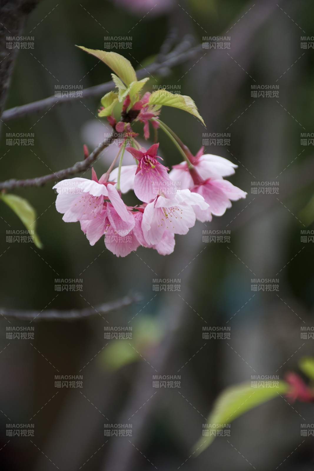 樱花绽放枝头图片