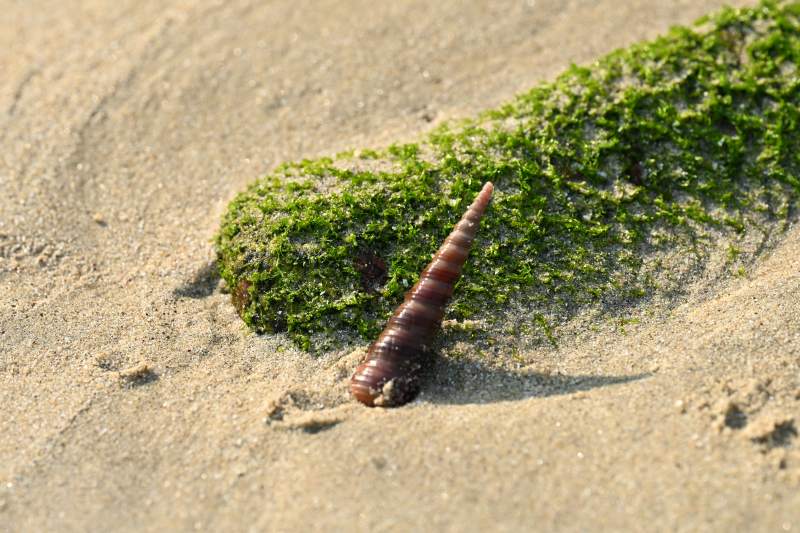沙滩上的螺壳图片