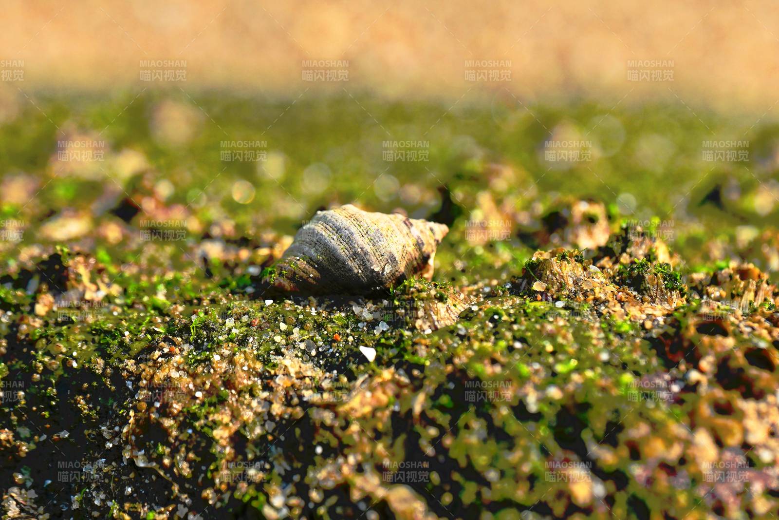 海边青苔之上的小海螺图片