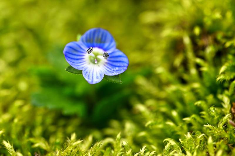 蓝花点缀绿苔间图片