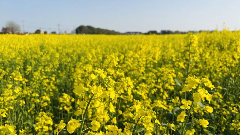 油菜花海绽放图片