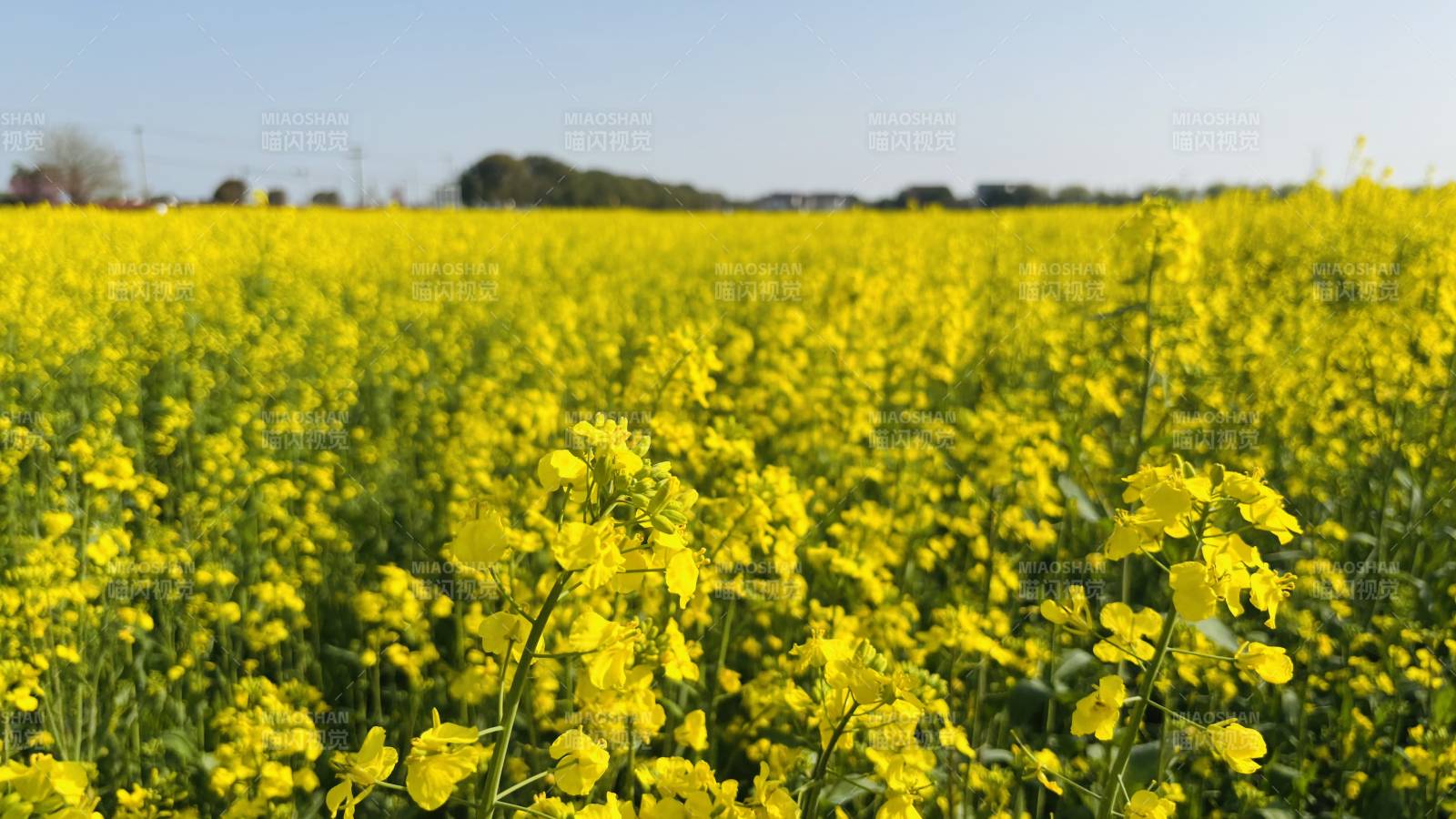 油菜花海绽放图片