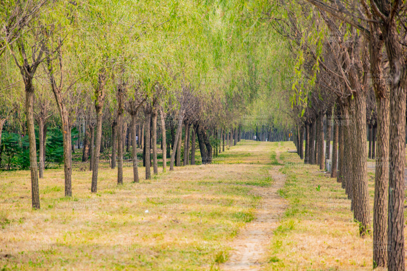 林荫小径春意浓图片