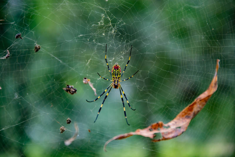 蜘蛛织网捕食瞬间图片
