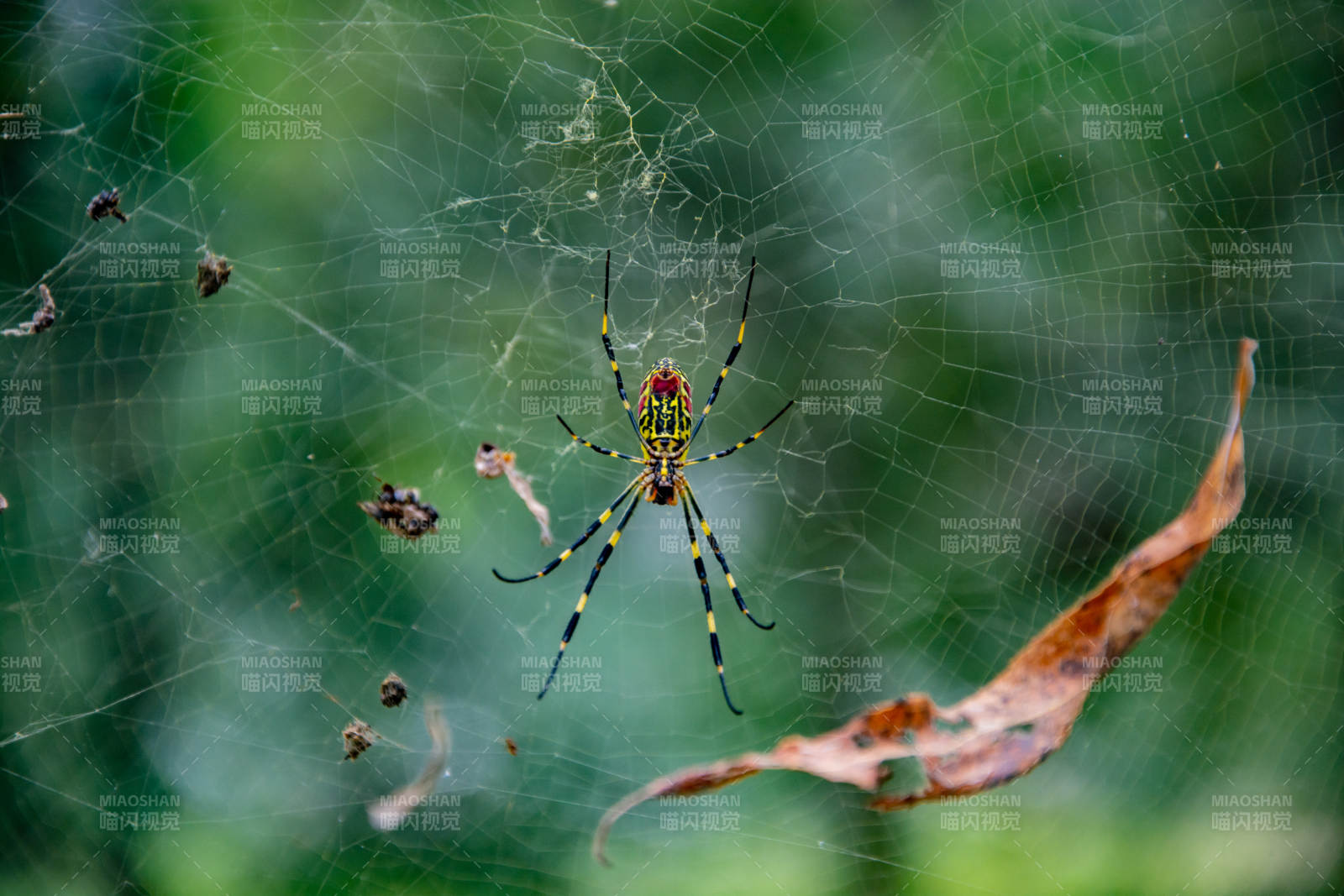 蜘蛛织网捕食瞬间图片