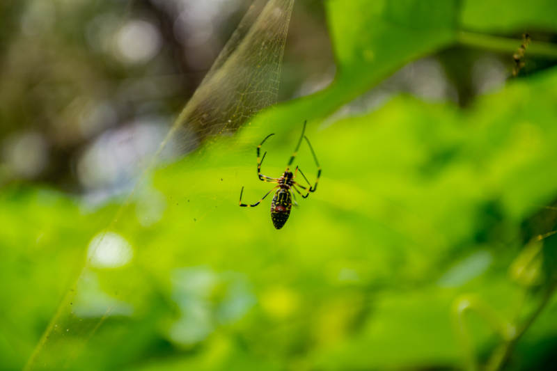 蛛网悬丝 绿叶映影图片
