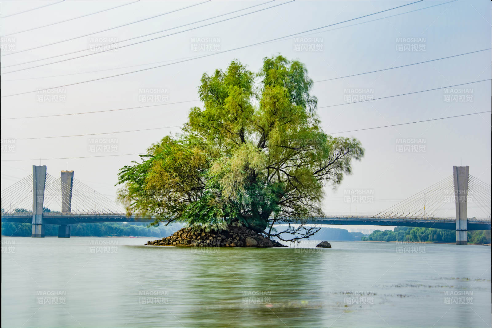 湖心孤树桥影图片