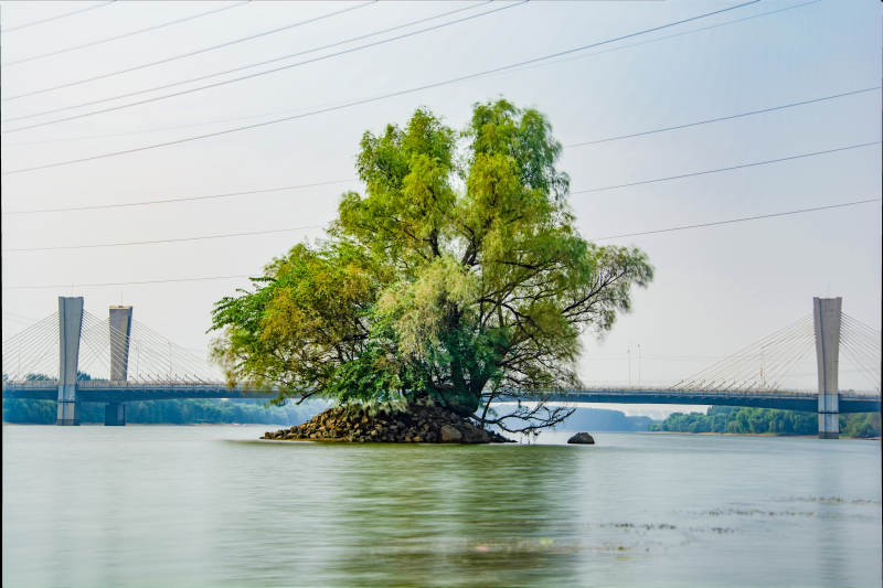 湖心孤树桥影图片