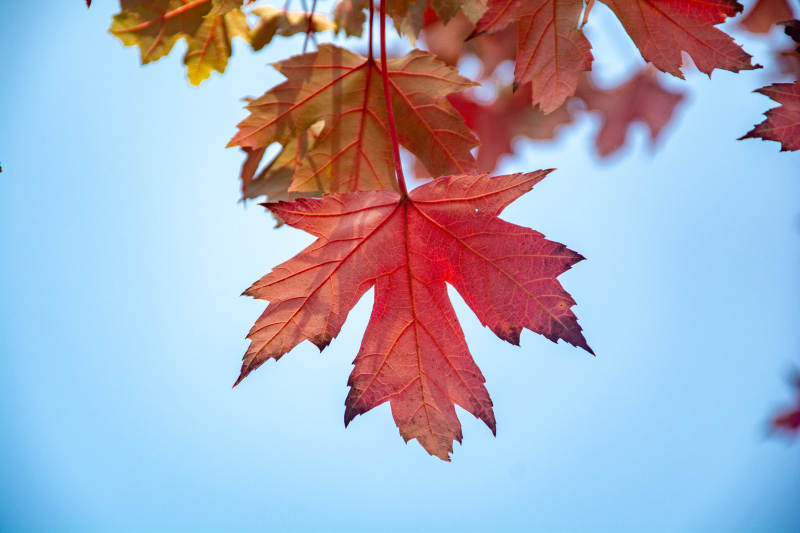 秋叶映蓝天图片