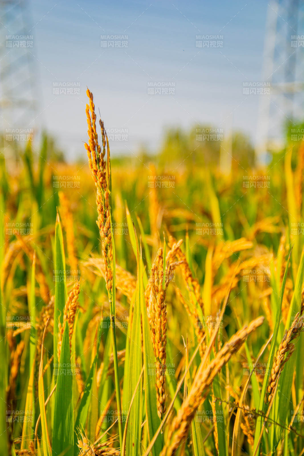金稻迎风摇曳图片