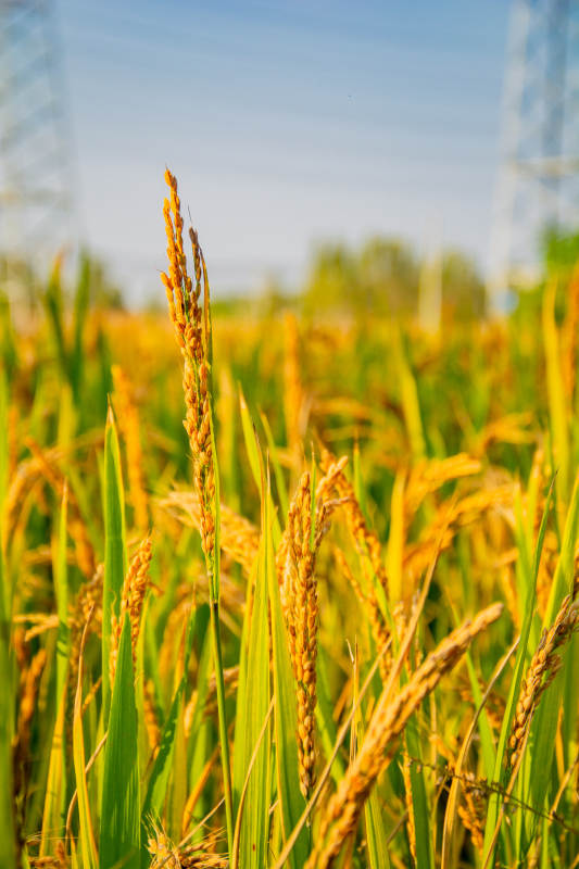 金稻迎风摇曳图片