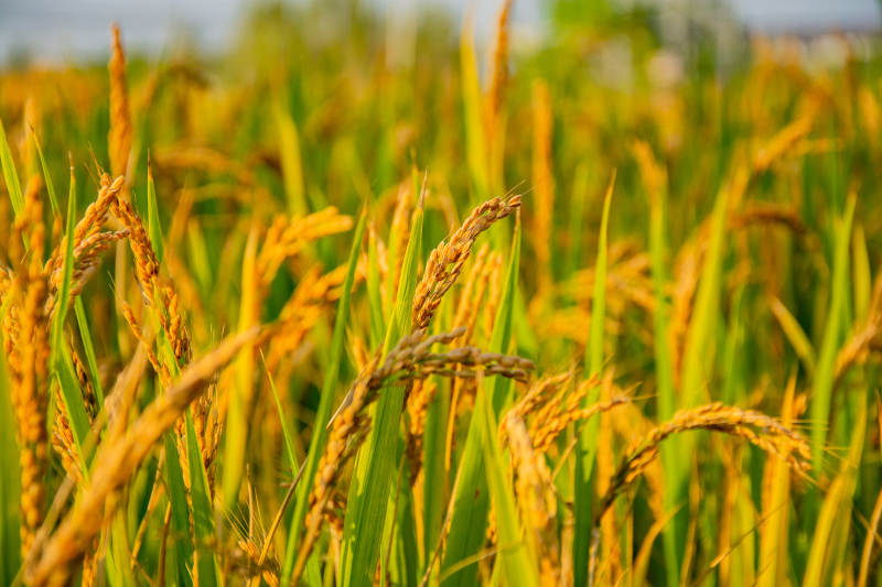 金秋稻田美景图片