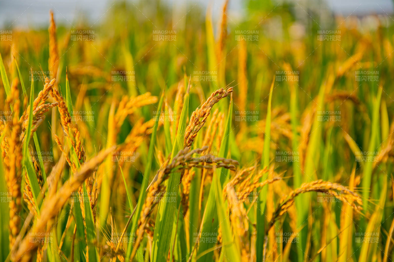金秋稻田美景图片