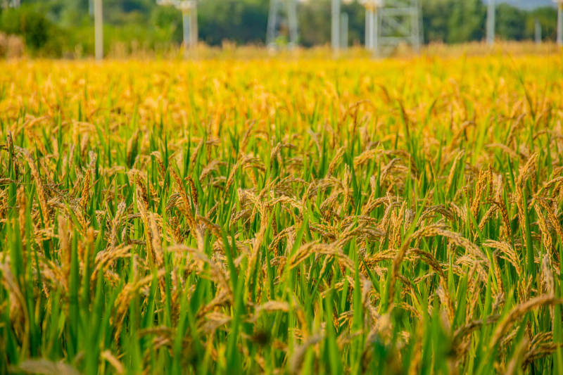 金秋稻田风光图片