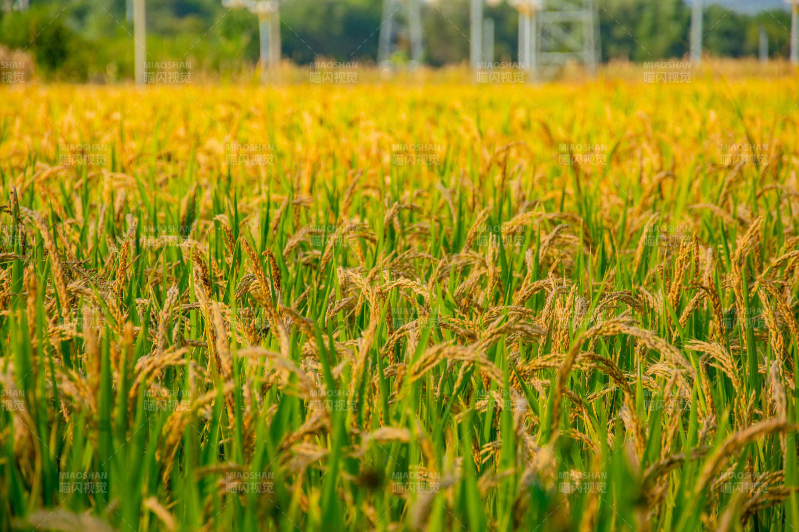金秋稻田风光图片