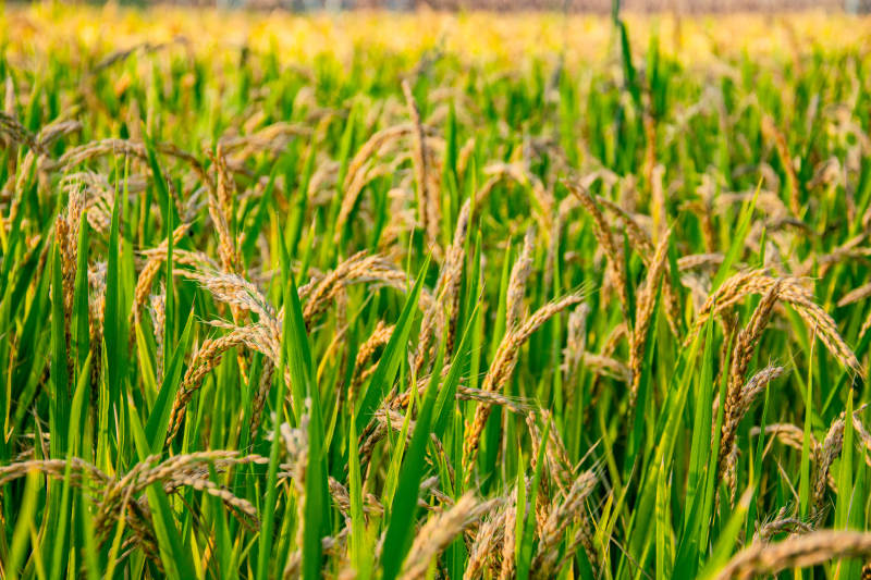 金黄稻田迎风摇曳图片