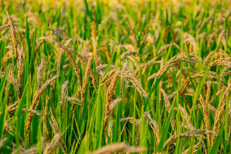 金秋稻田美景图片