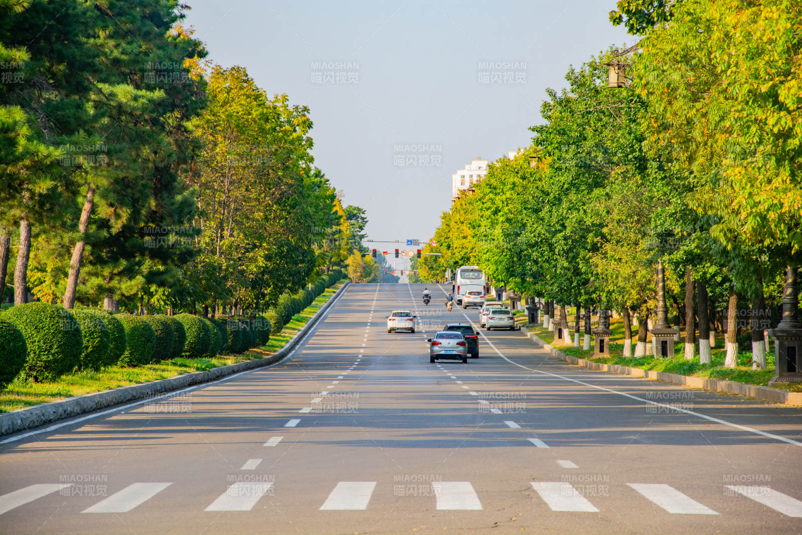 林荫大道车行图图片