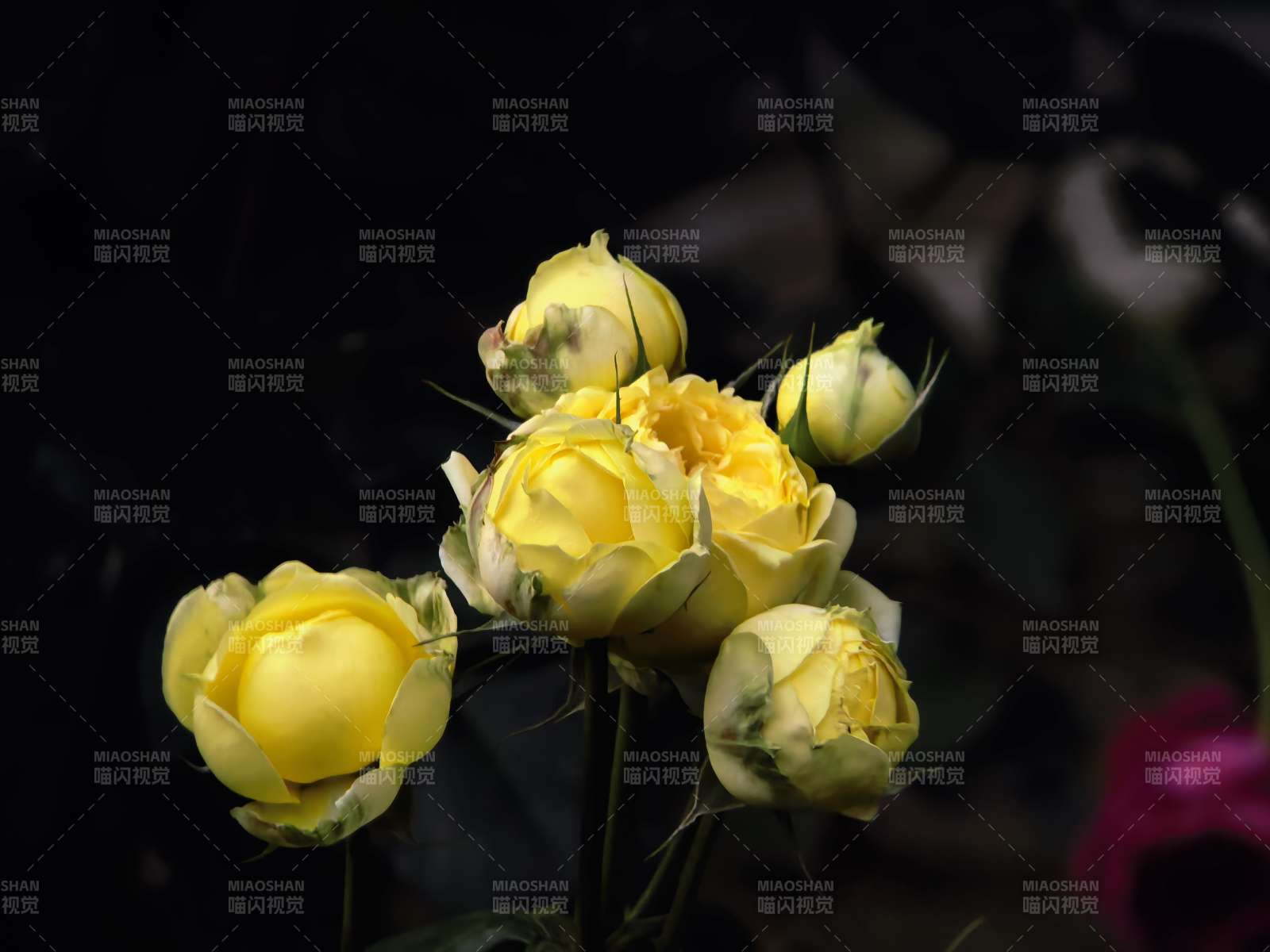 黄玫瑰绽放图片