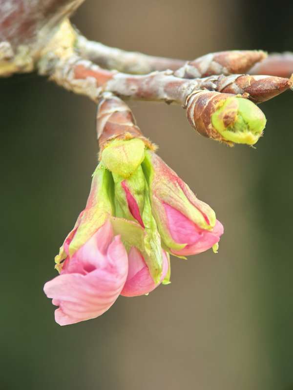 樱花初绽 粉嫩动人图片