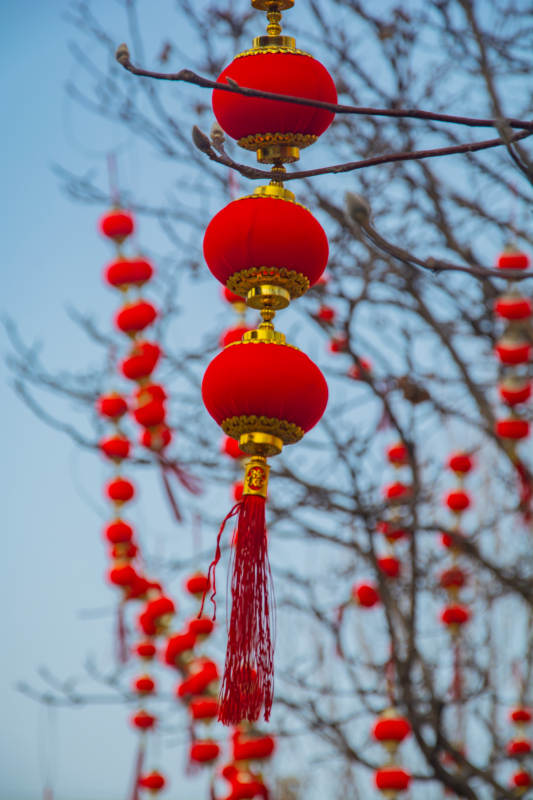 红灯笼挂枝头图片