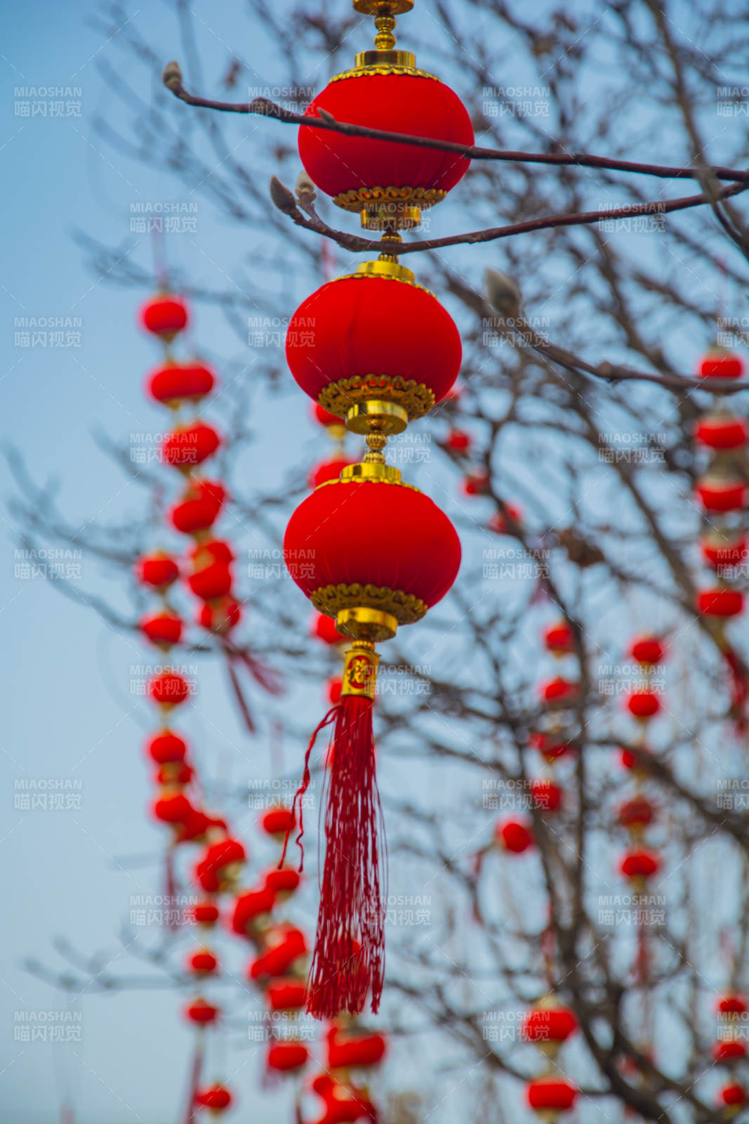 红灯笼挂枝头图片