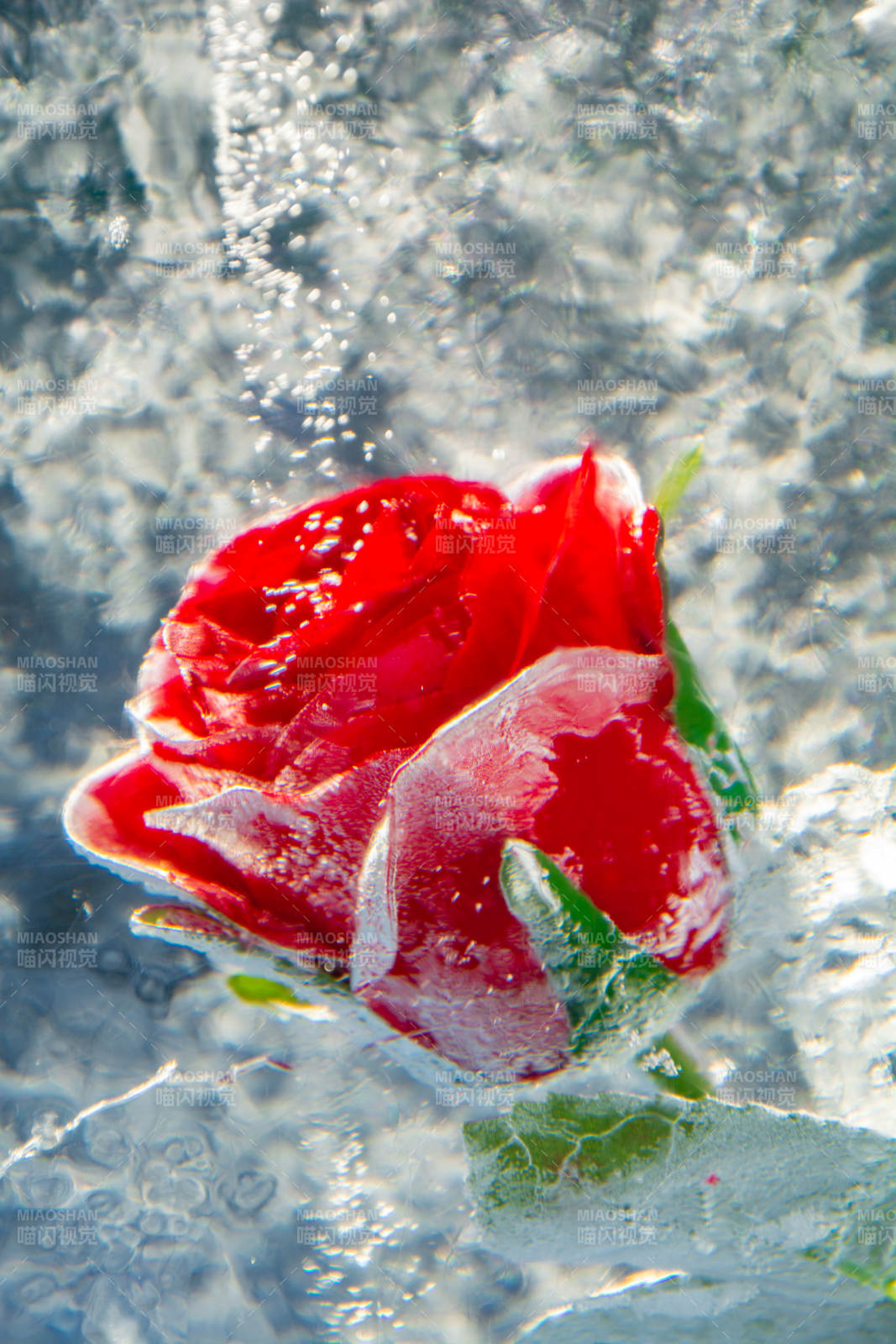 冰封红色玫瑰图片