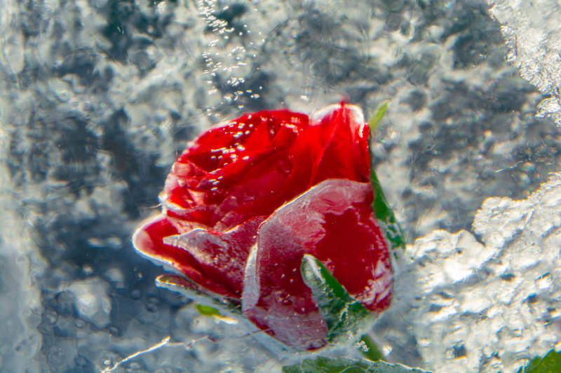 冰封红玫瑰图片