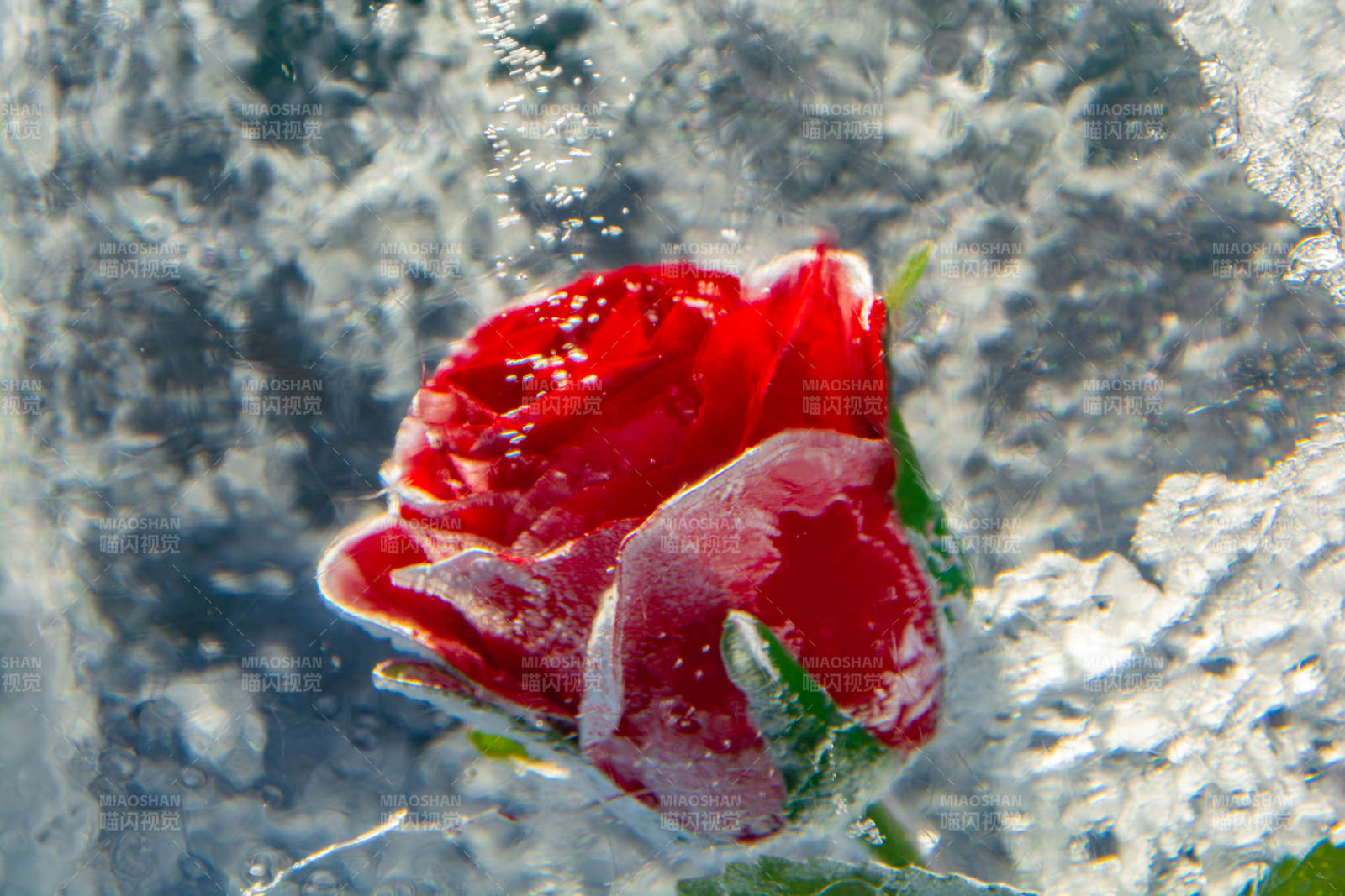冰封红色玫瑰图片