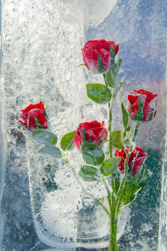 冰封红玫瑰图片