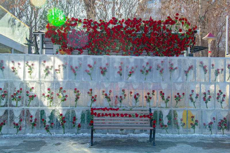 冰冻花墙与红玫瑰图片