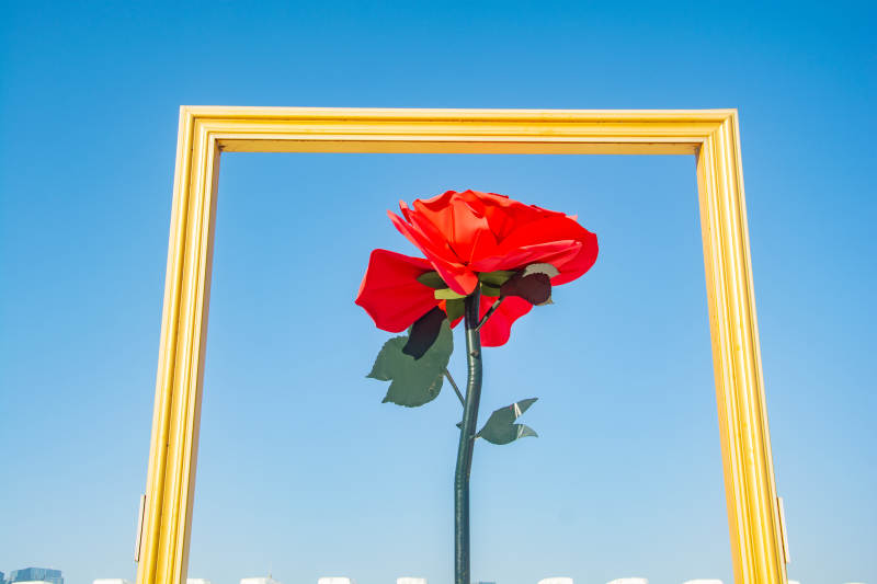 红玫瑰景观映蓝天图片