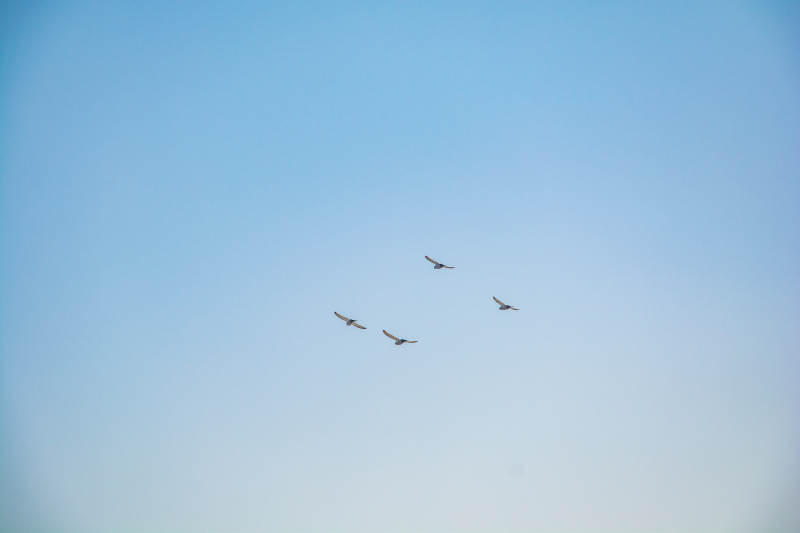 飞鸟翱翔蓝天图片