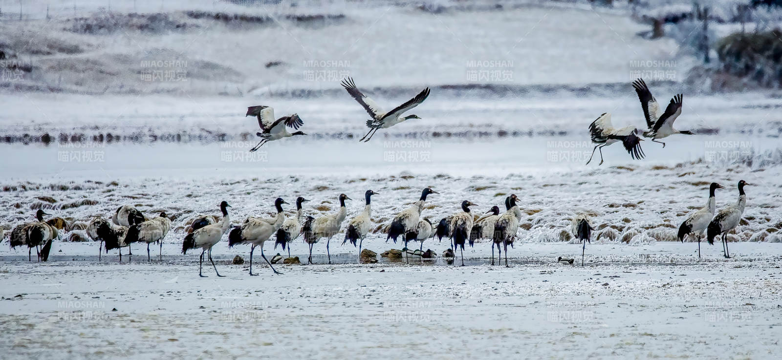 雪地鹤群飞翔图片