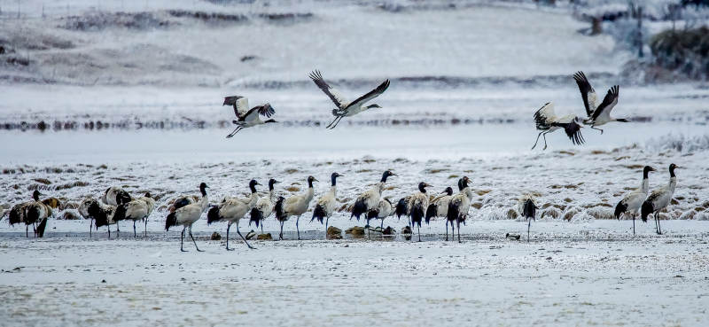 雪地鹤群飞翔图片
