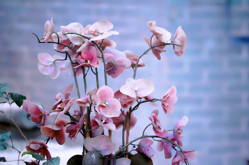 粉红兰花绽放图片