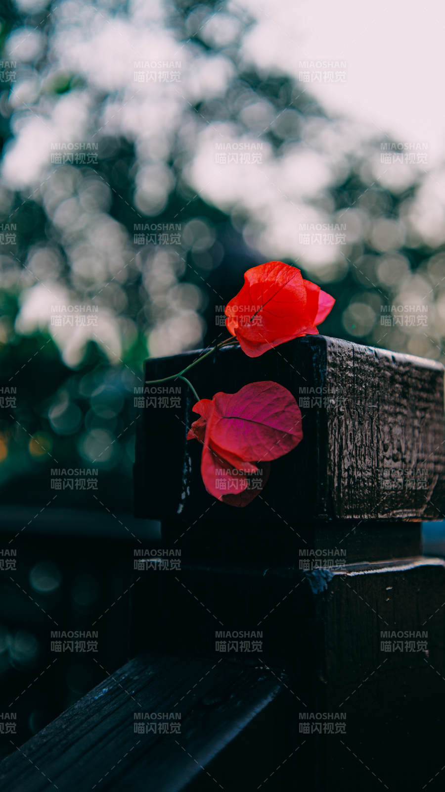红花静倚木栏图片