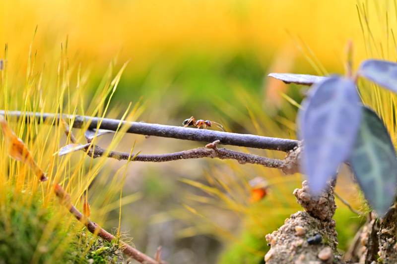 蚂蚁爬行于枝头图片