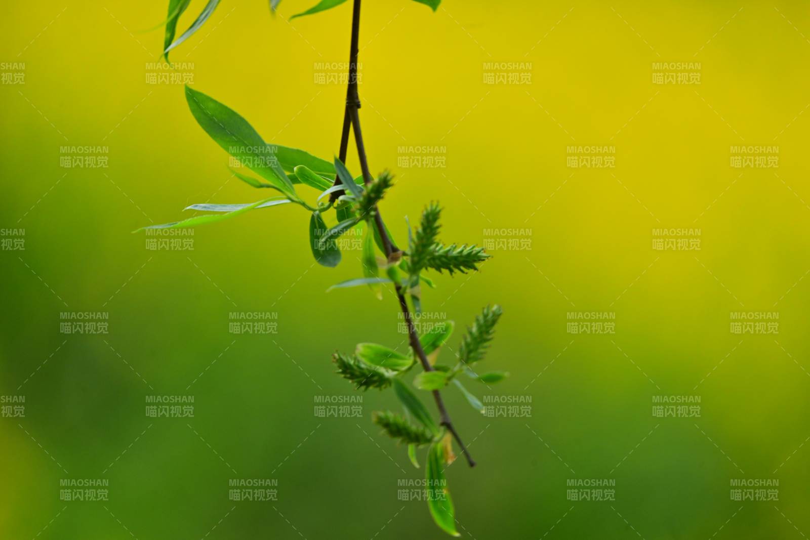 嫩枝新绿生机盎然图片