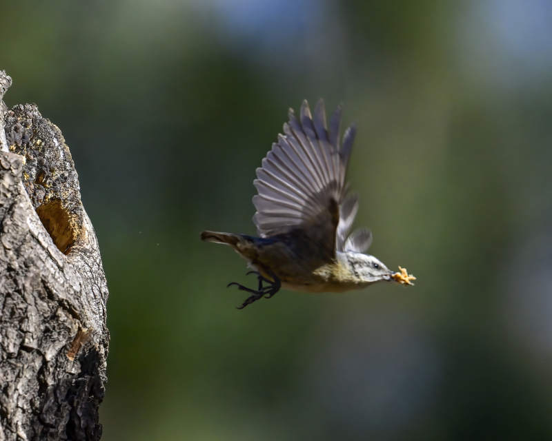 鸟儿衔食飞离树洞图片