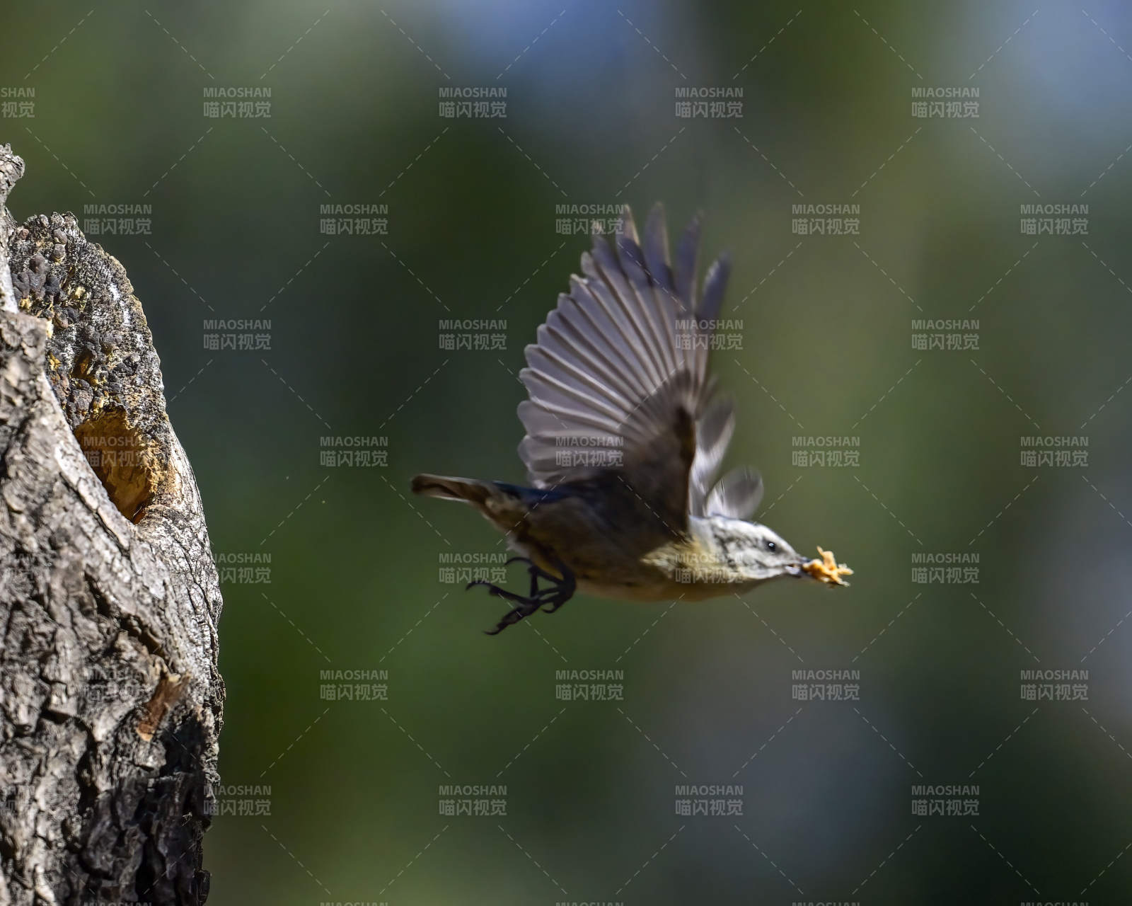 鸟儿衔食飞离树洞图片