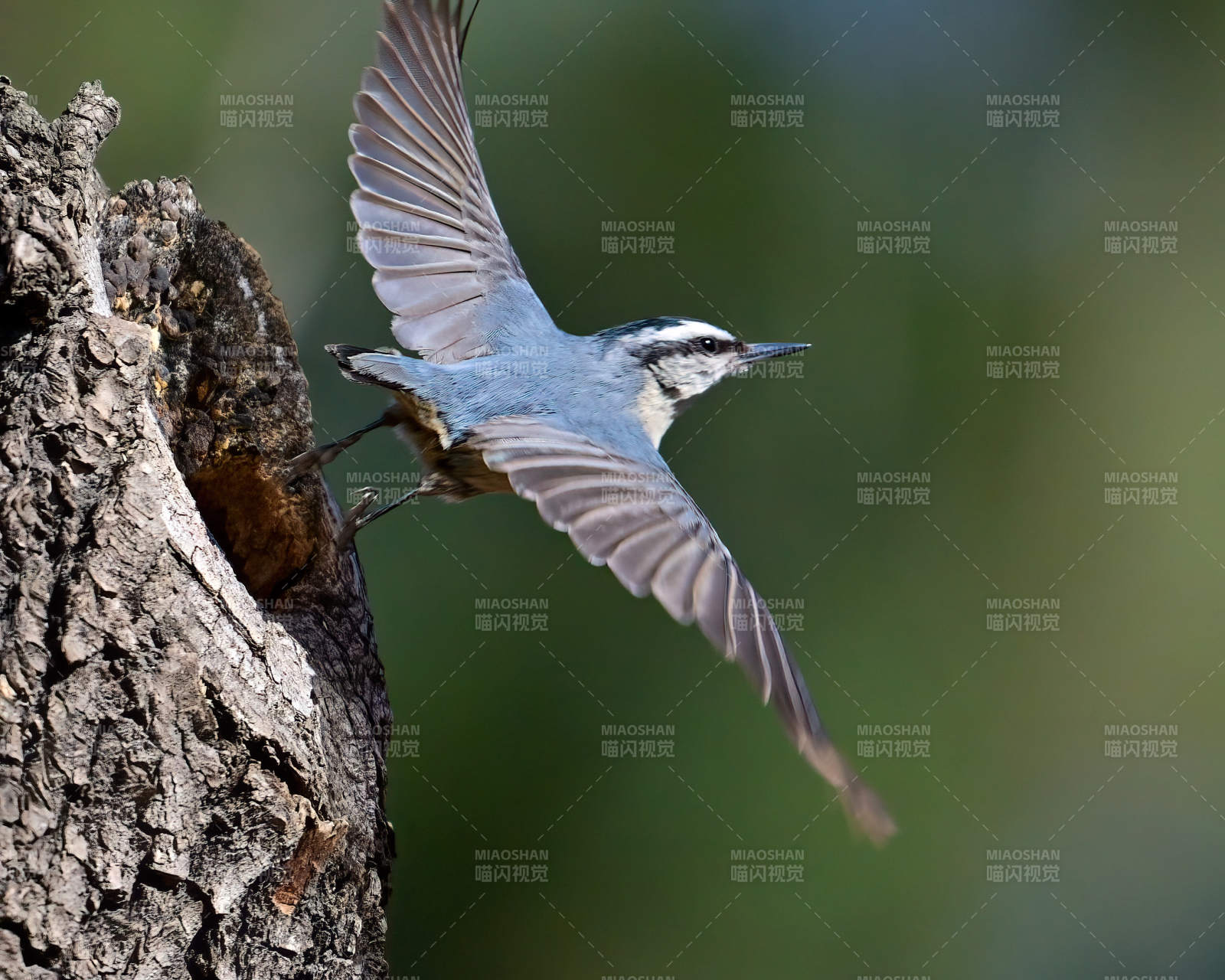 飞鸟掠树洞图片