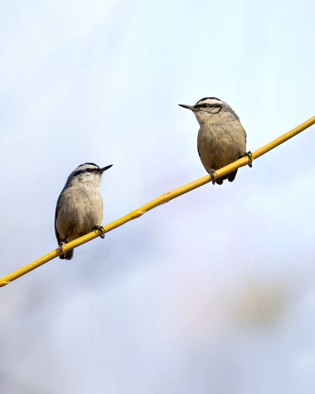 两只小鸟栖息电线图片