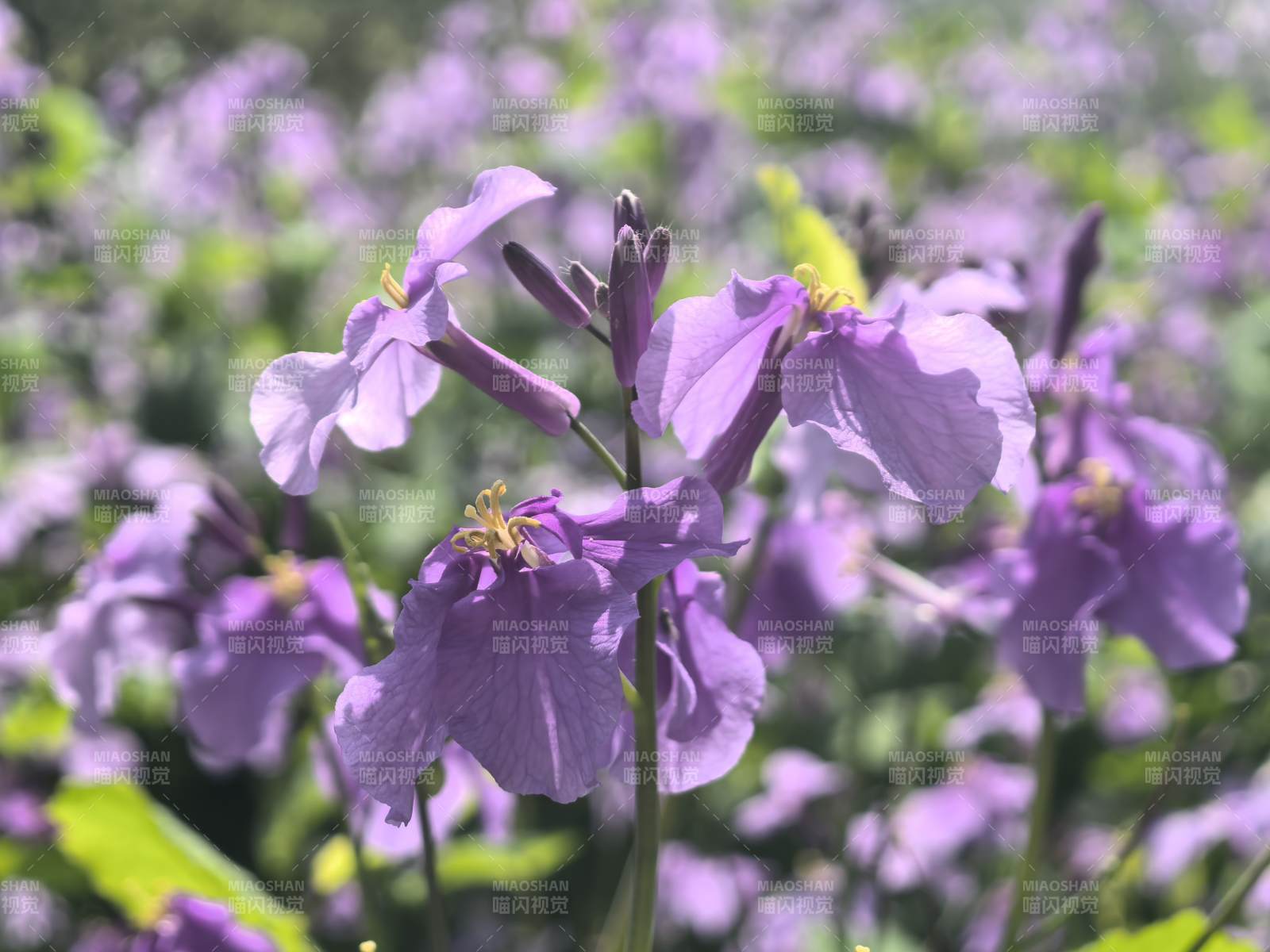 紫花绽放春日景图片
