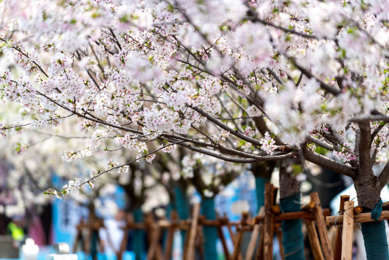 樱花绽放春意浓图片