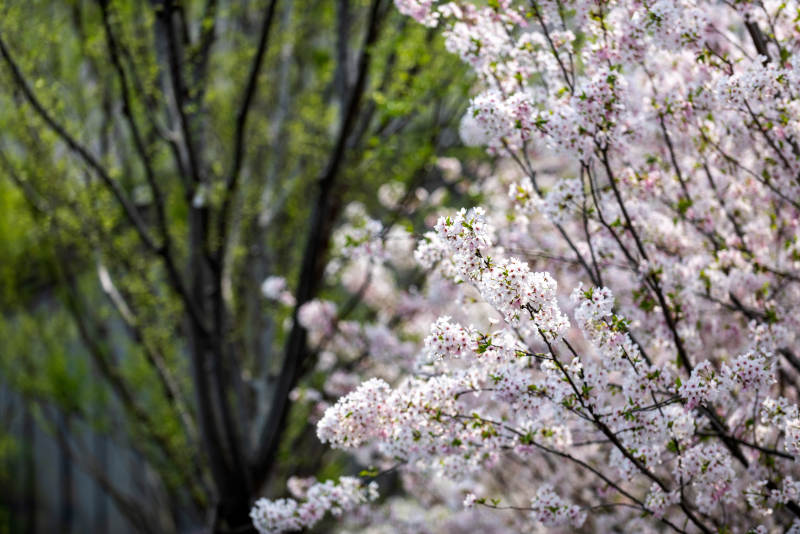 樱花绽放春意浓图片