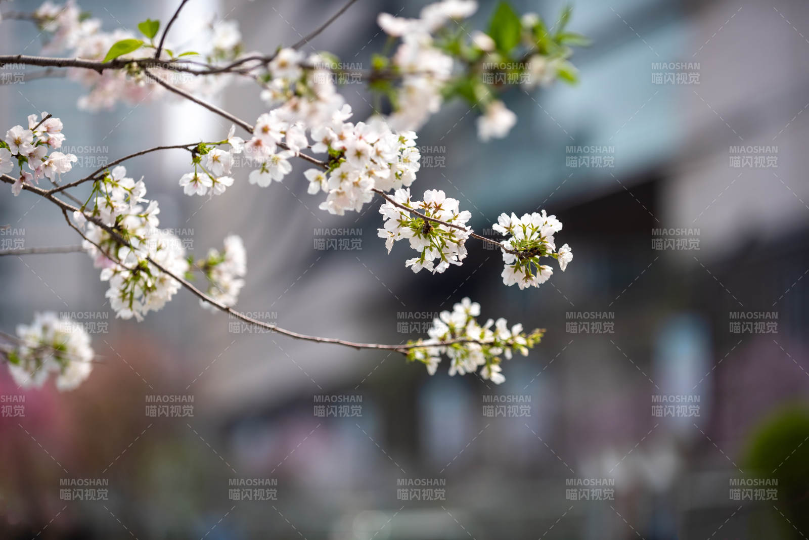 樱花绽放枝头图片